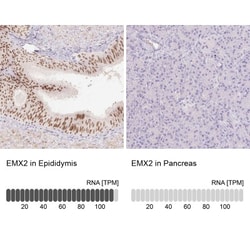 Rabbit anti-EMX2, Polyclonal, Novus Biologicals 0.1mL; Unlabeled:Antibodies,